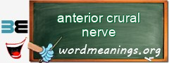 WordMeaning blackboard for anterior crural nerve